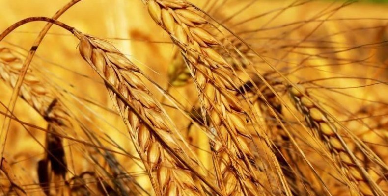 Аграрії Чернігівщини прогнозують зібрати до 4 мільйонів тонн збіжжя