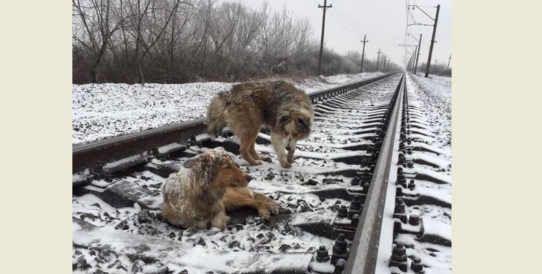 Наражаючи себе на небезпеку пес дві доби захижав свою поранену подругу