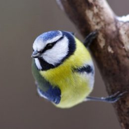 Великий зимовий облік птахів − CHRISTMAS BIRD COUNT – в Чернігові