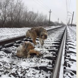 Наражаючи себе на небезпеку пес дві доби захижав свою поранену подругу