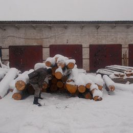 До Нового року готуються й браконьєри. Пиляють все: сосну, ялину, вільху