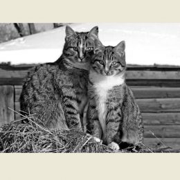 І коти вміють бути дбайливими татусями