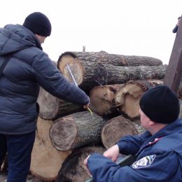 Як на Чернігівщині масово знищують ліси
