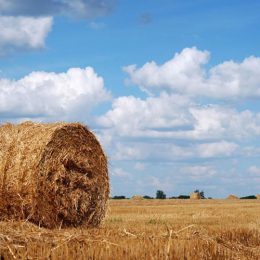 Як дітям успадкувати земельний пай своїх батьків?