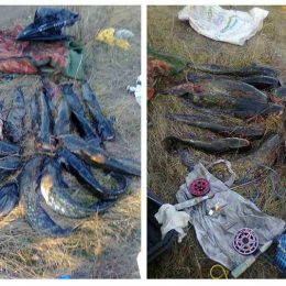 13 сомів спіймав у незаконний спосіб браконьєр -рибалка на Чернігівщині