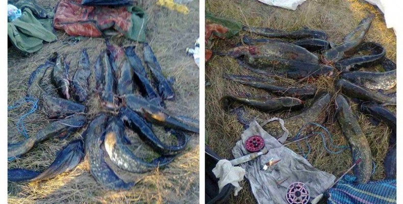 13 сомів спіймав у незаконний спосіб браконьєр -рибалка на Чернігівщині