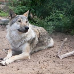Батько залишив дитину в лісі помирати, а вовчиця його вигодувала