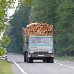Поліція закликає громадськість повідомляти про факти викрадення лісу