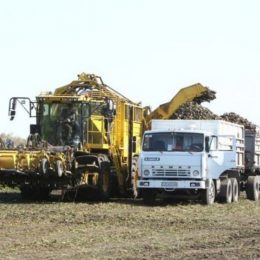 Єдине на Чернігівщині підприємство отримало квоту на цукрові буряки