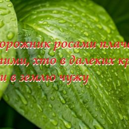 Подорожник росами плаче. За тими, хто в далеких краях лягли в землю чужу