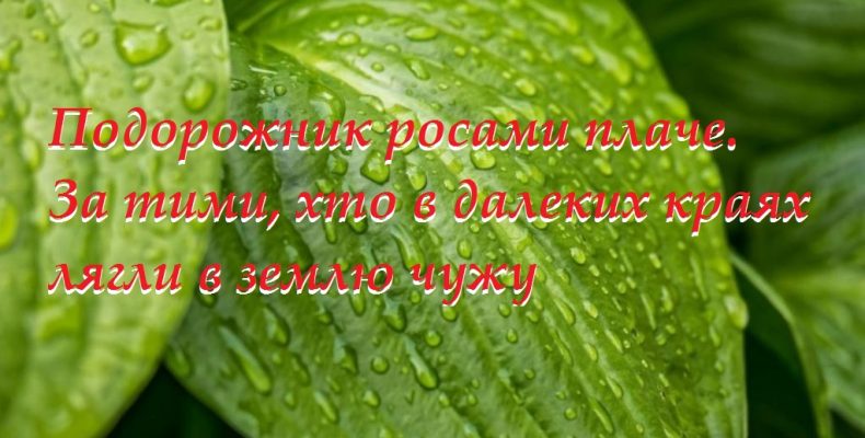 Подорожник росами плаче. За тими, хто в далеких краях лягли в землю чужу