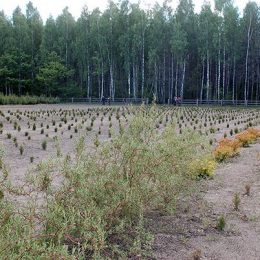 Користуватися лісом можна, але без заподіяння шкоди природі