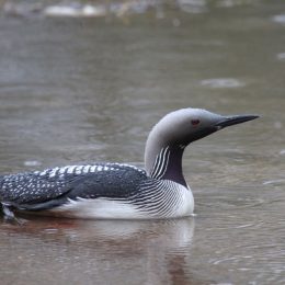 Сотні перелітних птахів прийняли асфальт за водойми і порозбивалися
