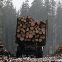 Лісівники Чернігівщини проти урядових планів по знищенню лісів