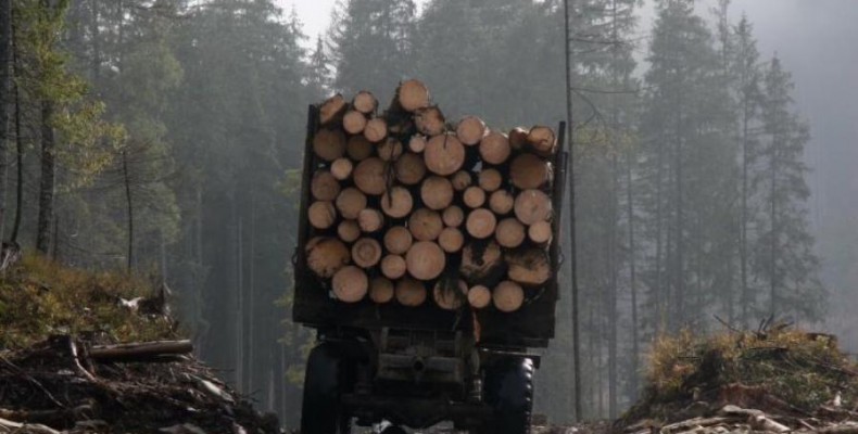 Лісівники Чернігівщини проти урядових планів по знищенню лісів