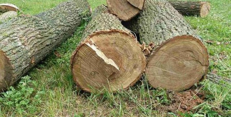 Браконьєри зрубали 27 дубів і завдали збитків на чверть мільйона гривень
