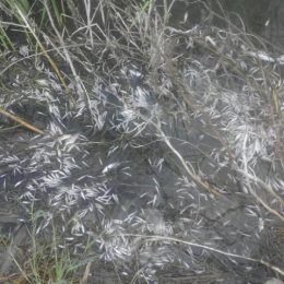 Через нестачу кисню риба у водоймах може задихнутися