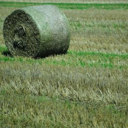 За роки дії мораторію померло вже понад 1,4 млн землевласників