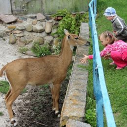 Фотовиставка, яка привертає увагу малечі і батьків до Менського зоопарку