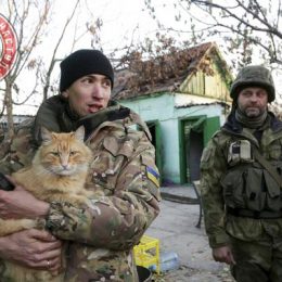 Тривожний Схід. І котам буває непереливки від жахіття війни