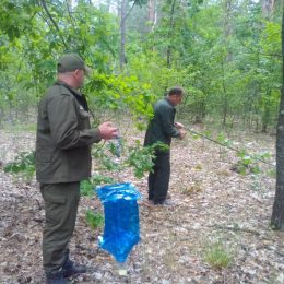 На Чернігівщині обстежували ліси на предмет ураження шкідниками
