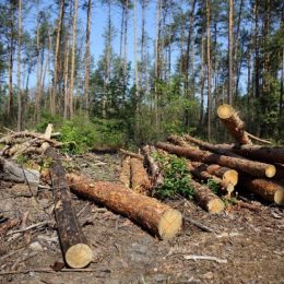 За незаконну вирубку акації та сосни сплатять 1,7 млн грн