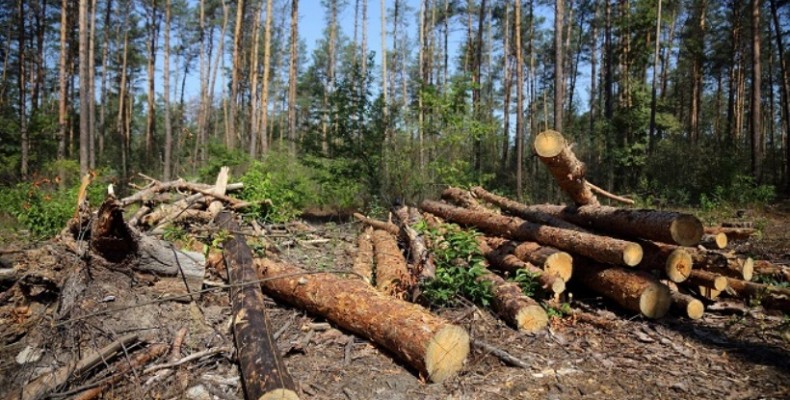 За незаконну вирубку акації та сосни сплатять 1,7 млн грн