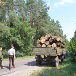 Чернігівські лісівники виявляють факти незаконних рубок лісу