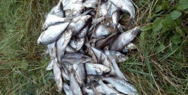 Як і з чого вираховуються збитки при незаконній риболовлі