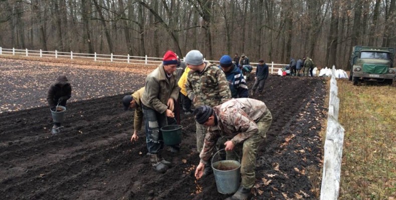 На Ніжинщині добре знають, як дати сіянцям нове життя