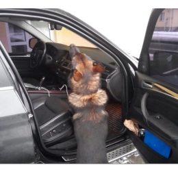Прикордонний пес виявив марихуану
