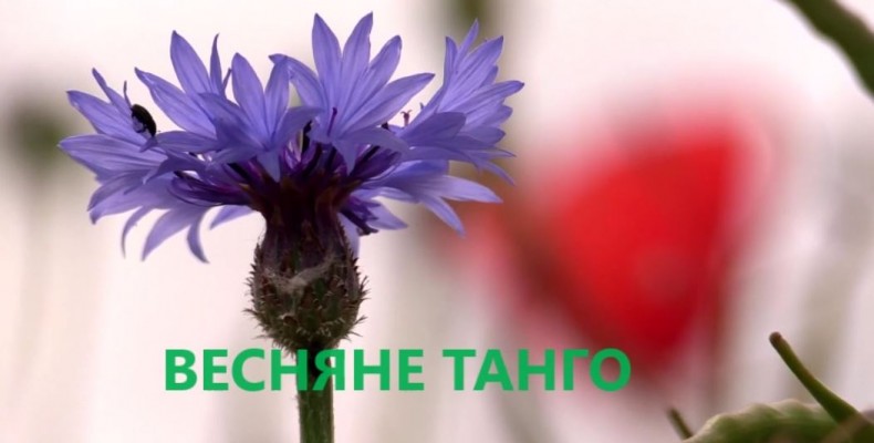 Нову програму танцювально-пісенного жанру побачили чернігівці. Відео