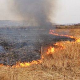 Допоки не штрафуватимуть ─ підпалювати будуть