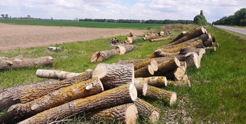 На Чернігівщині безжально випилюють лісосмуги та дерева вздовж доріг