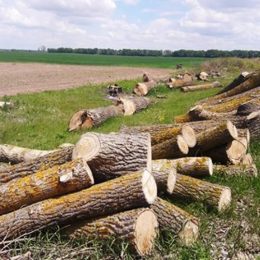 На Чернігівщині безжально випилюють лісосмуги та дерева вздовж доріг