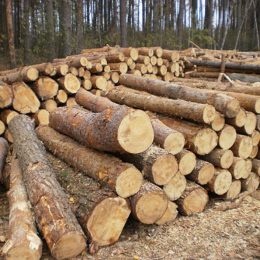 Ось чому мафіозно-лісовий клан на Чернігівщині не можна викорінити