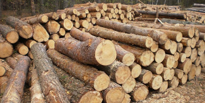 Ось чому мафіозно-лісовий клан на Чернігівщині не можна викорінити