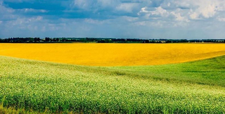 Пошук даних про земельні відносини: відкрита інформація, де її знайти