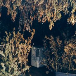 Марихуани на 40 тис. грн знайшли поліцейські у будинку мешканки Ніжина
