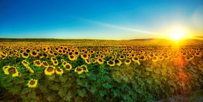 Розлітаються діти з гнізда, як птахи