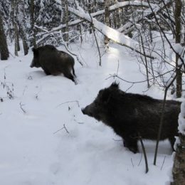 Лісівники потурбувалися, аби не загинули дикі тварини