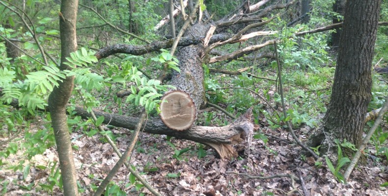 На Чернігівщині громадські активісти спіймали браконьєрів-лісорубів