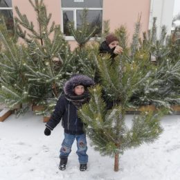 У Чернігові визначилися з розташуванням ялинкових базарів