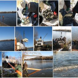 До річки Десна вселено майже 285 тисяч молоді риб