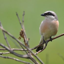 Фотолюбитель із Чернігова колекціонує пташок з України та світу