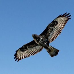 Вірш-пісня «Дивлюсь я на небо» перекладено чеченською мовою