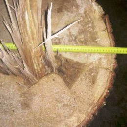 На 1 млн грн завдала шкоди організована група, яка спилювала дуби