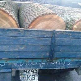Крадії лісу сподівалися марно — нічка не все вкрила і їх помітили