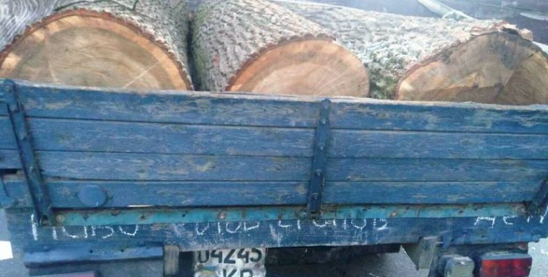 Крадії лісу сподівалися марно — нічка не все вкрила і їх помітили