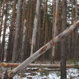 На Чернігівщині обстежили ліси, які знищені короїдом